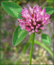 thumb b3a4bd9d54e66c904e21d695ea52d78b.png