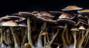 Mycology.jpg