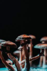 Mushroom Drawing.jpg