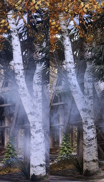 2.Trees sidebyside.jpg