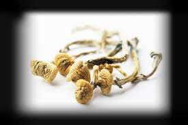 Mushroom Syringe.jpg