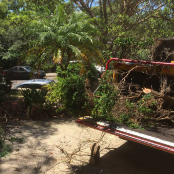 Sydney Side Trees Services: Your Local Tree Trimmers.jpg