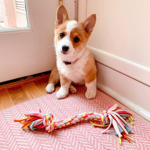 Downtown Corgi Pups - Corgi Puppies for Sale, Corgi Puppies Near Me, Corgi Puppies, Pembroke Welsh C.jpg