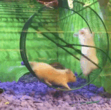 hamster.gif