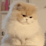 fd2d127585cee867447ee5153c9c9d8c.gif