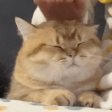 ec19e8c48c00745e37add69c256f8dcf.gif