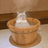 QQ图片20230707174419.gif