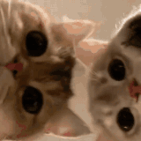 QQ图片20230513183100.gif