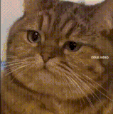 QQ图片20230815202056.gif