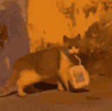 QQ图片20230826234017.gif
