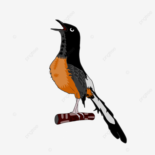 pngtree burung murai vektor bird png image 6121334.png