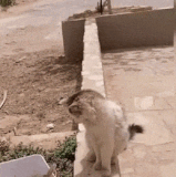 GADMKXOgCTdQLYw.gif