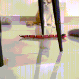H2n8ZQqG1PfbwMN.gif