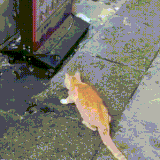 IRwzF71Gho5pjMC.gif
