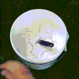 你这日子过得跟贼样的.gif