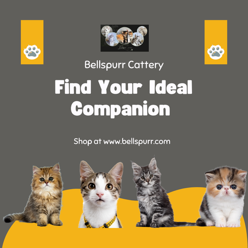 The Ultimate Guide to Choosing a Cat Breeder.png