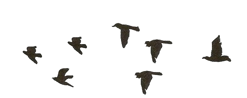 TopGif.gif