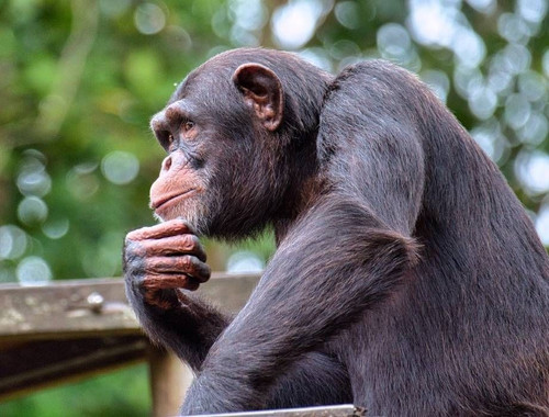 hewan terhidrasijpg 20211016100104.jpg