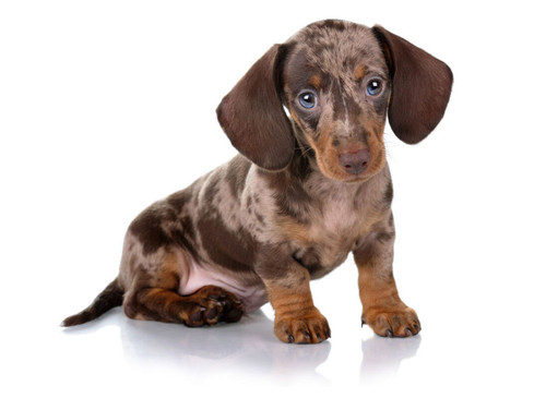 If you are looking for Dachshund puppies for sale, visit our website, Starlight Dachshund Pups. We a.jpg