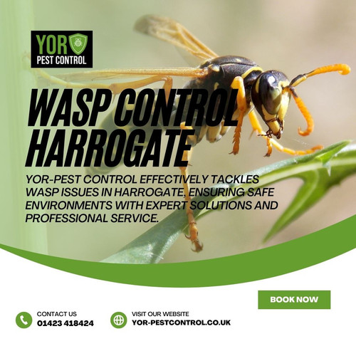 Wasp control Harrogate (1).jpg