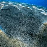 y05.gif