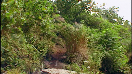 Grizzly.Man.2005.VOSTFR.1080p.BluRay.DTSHD MA.h264.Remux OKI 007.png