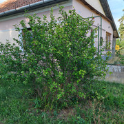 IMG 20230825 155537.jpg