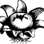 Stelliform Press.jpg