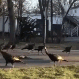 turkeys.gif