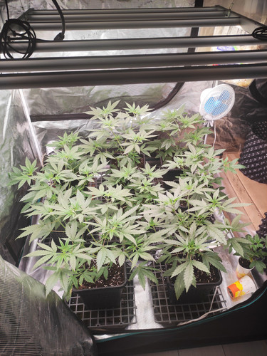 IMG 20230826 065325.jpg