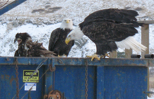 trash eagles.png