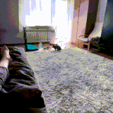 krol.gif