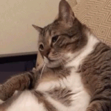 cat huh what.gif