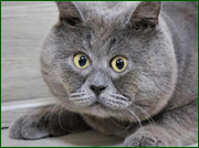 thumb bc96475a7ecca452270ba2ef43cbb315.png