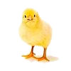 chick100.png
