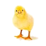 chick100