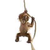 monkey100
