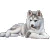 husky100.png