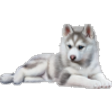 husky100