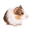 hamster100.png