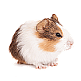 hamster100