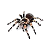 tarantula100.png