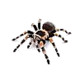 tarantula100