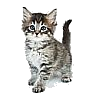 kitten100.png