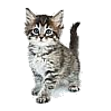 kitten100