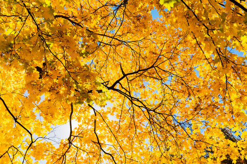 bright yellow leaves maple tree blue sky background beautiful yellow tree park 73107 276.jpg
