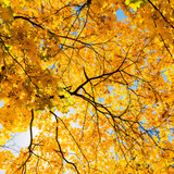 bright yellow leaves maple tree blue sky background beautiful yellow tree park 73107 276