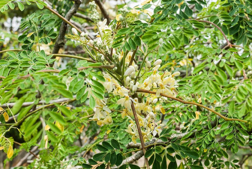 moringa leaves moringa oleifera most widely cultivated species genus moringa which genus family 1449.jpg
