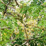 moringa leaves moringa oleifera most widely cultivated species genus moringa which genus family 1449
