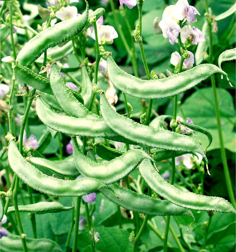 dolichos%20bean%20arka%20jay.jpg